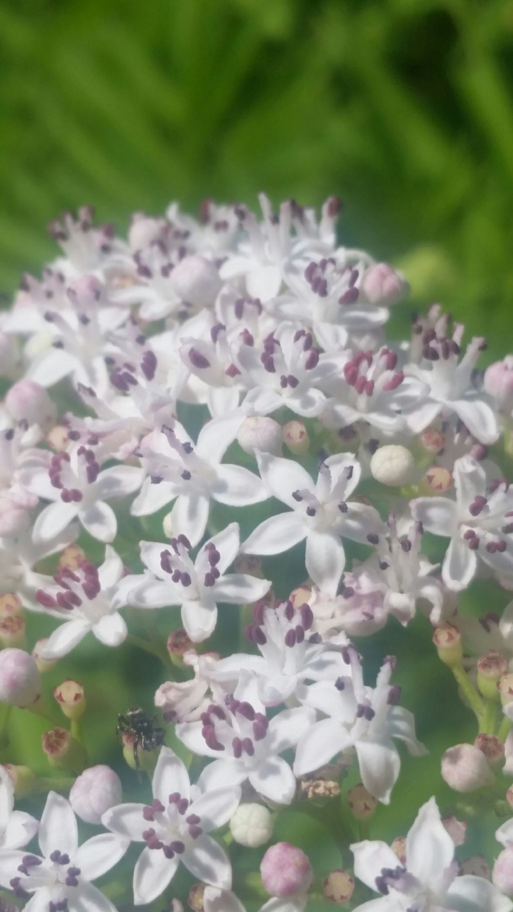 Sambucus ebulus (Adoxaceae)